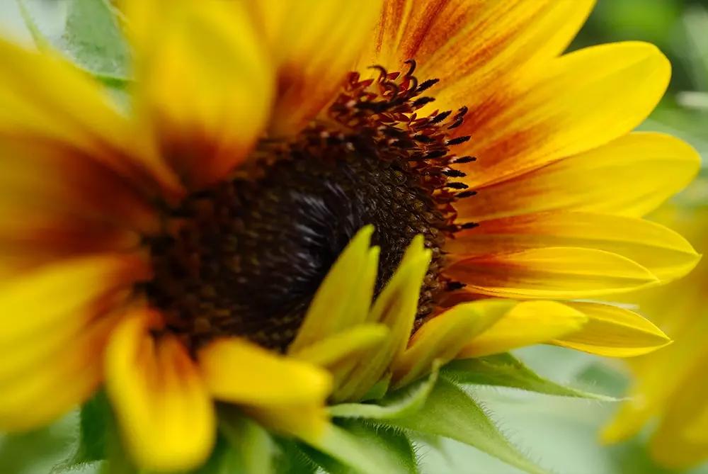 Xf30mmf28 r lm wr macro img09 zxcv