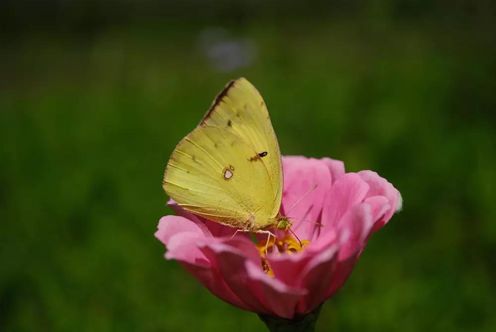 Xf30mmf28 r lm wr macro img12 zxcv